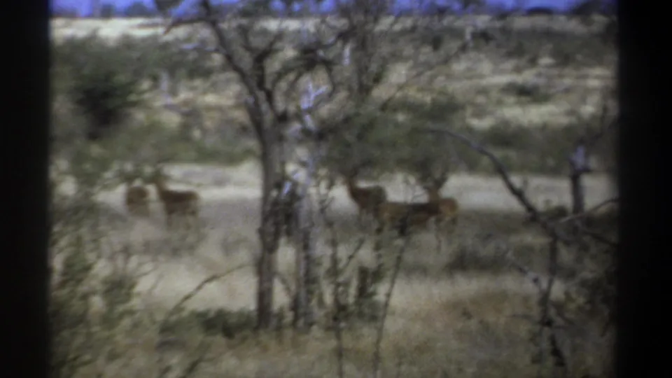 Kenya 1969 8mm safari view of antelope-like animals partly obscured by trees and dry grass.