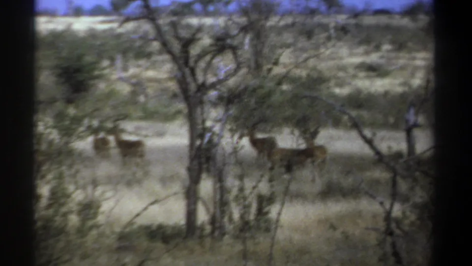 Soft 8mm frame from a Kenya safari showing antelope-like animals crossing a dry savanna scene.