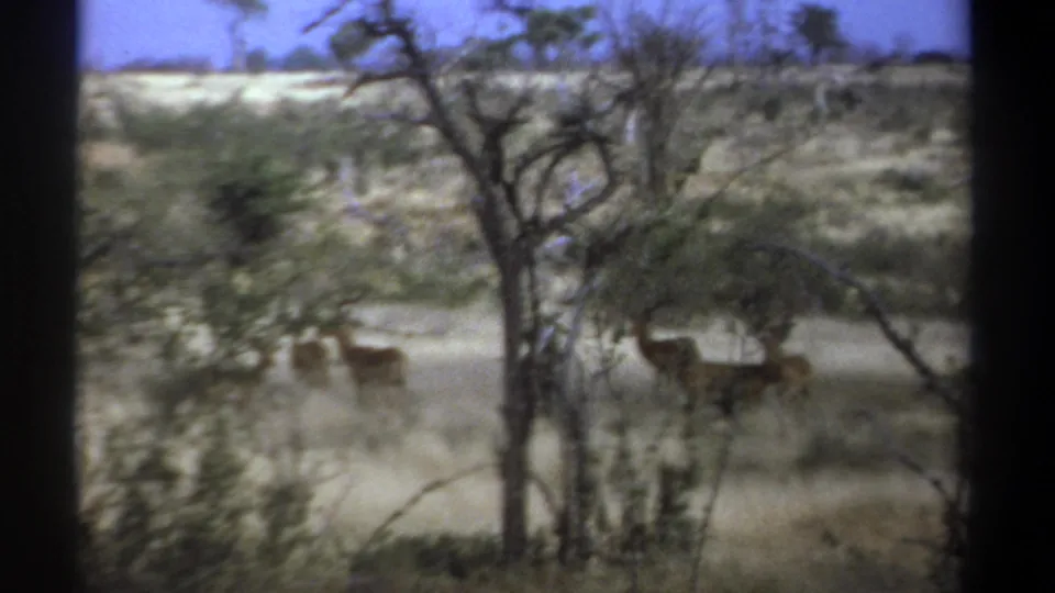 1969 Kenya home-movie still with antelope-like animals framed by sparse trees and pale dry grass.