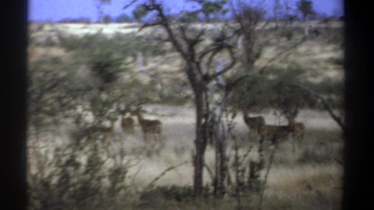 Antelope standing in dry grass among sparse trees and bushes.