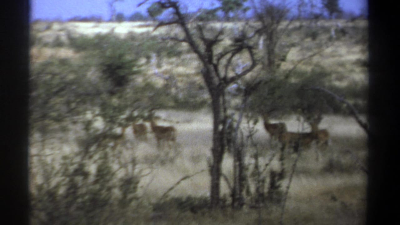 1969 Kenya home-movie frame with antelope standing beyond a tree trunk in dry savanna grass.