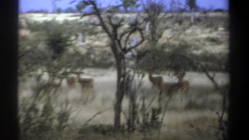 Soft 8mm Kenya frame showing antelope in tall dry grass, partly hidden by foreground brush and trees.