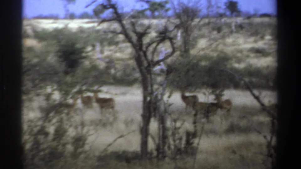 1969 Kenya savanna frame with antelope under sparse trees, seen through soft grainy 8mm film.