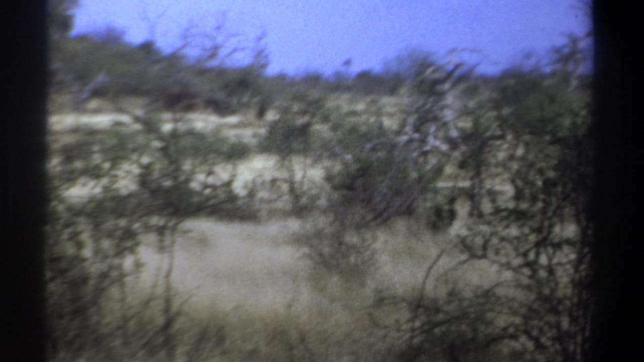 Dry scrubland with a distant animal shape near the center-left.
