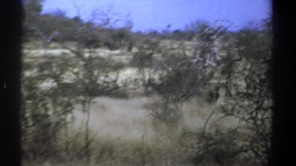 1969 Kenya 8mm frame showing a dark wild animal form low in the scrub, with dry grass and thorny bushes in the foreground.