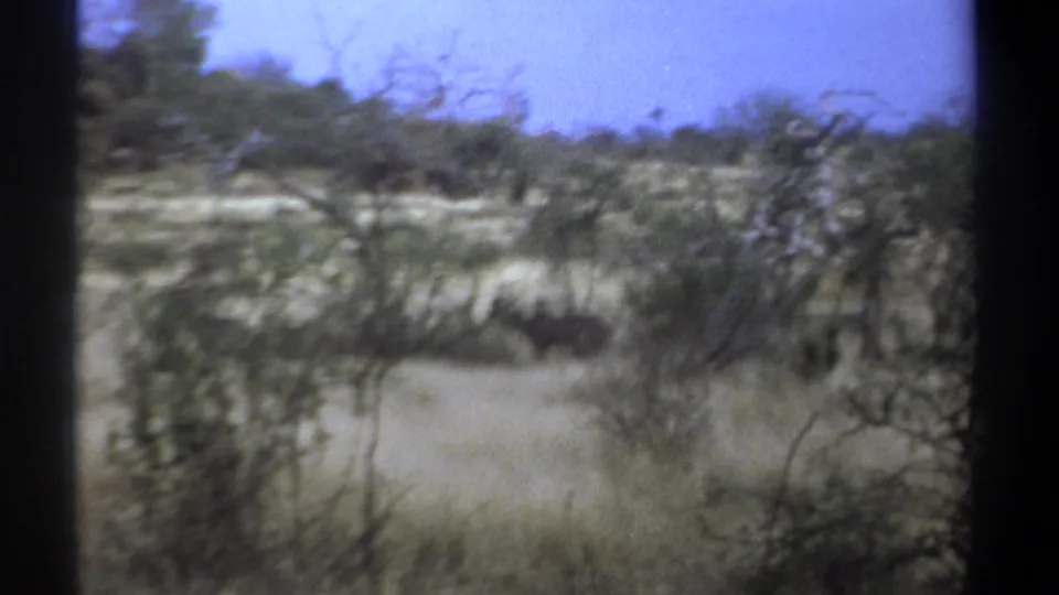 1969 Kenya 8mm frame of a distant wild animal crossing dry savanna grass, partly masked by thorny bushes and dark frame borders.