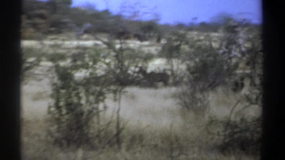 1969 Kenya 8mm frame showing dry grass, scrubby trees, and a pale blue sky, with wildlife difficult to distinguish behind brush.
