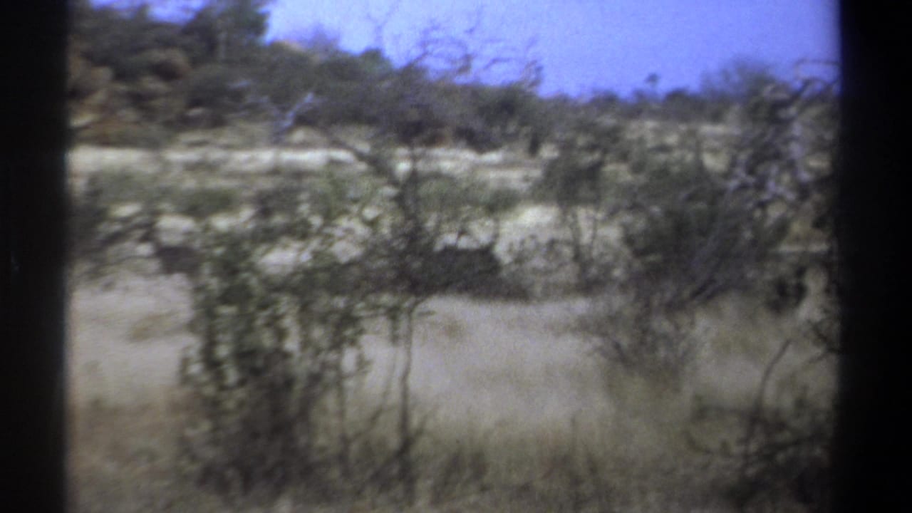 1969 Kenya home-movie frame of dry savanna brush where a possible deer or antelope is partly hidden among shrubs.