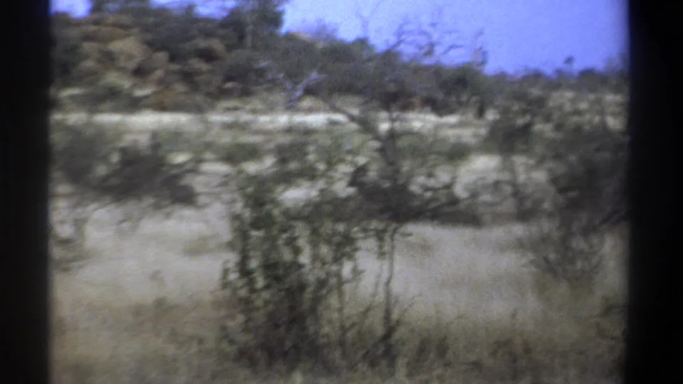 1969 Kenya 8mm frame with handheld motion across dry grass and scrub, with wildlife mostly hidden by vegetation.