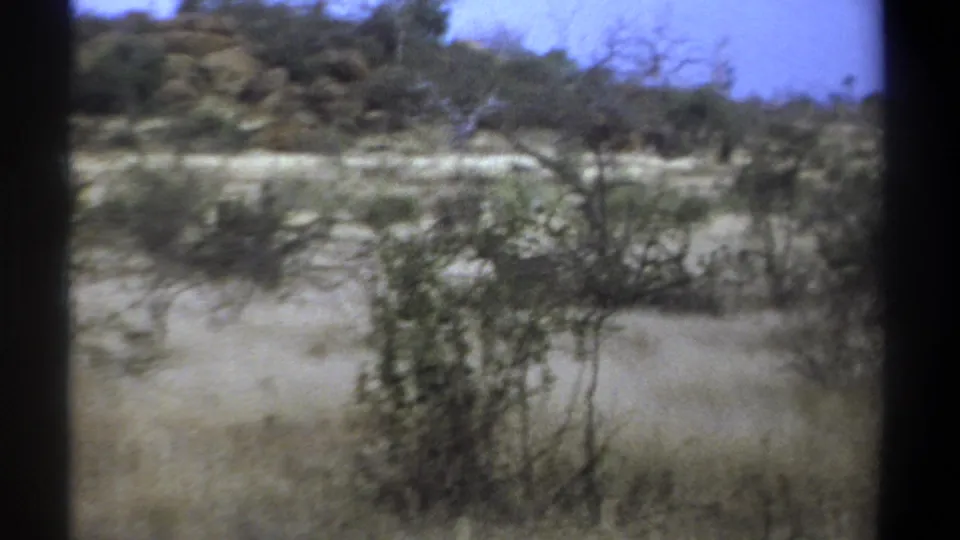1969 Kenya 8mm frame showing faded-color savanna scrub and low trees, with the animal subject partially lost in brush and soft focus.
