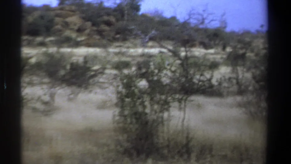 1969 Kenya 8mm frame showing dry grassland, scattered shrubs, and low trees with dark film-gate edges.