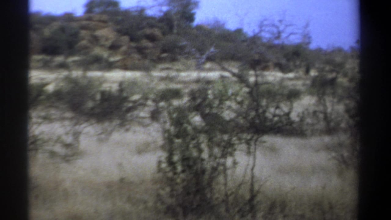 Sparse trees and scrub vegetation across dry grassland with sky above.