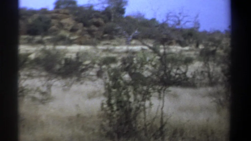 1969 Kenya home-movie still of scrubby savanna vegetation, pale sky, and dark vertical film edge.
