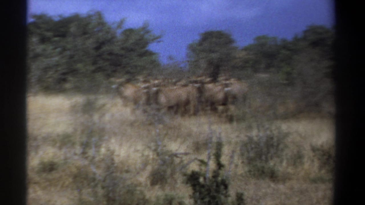1969 Kenya home-movie frame showing a herd of likely antelopes or similar ungulates moving through dry savannah grass.