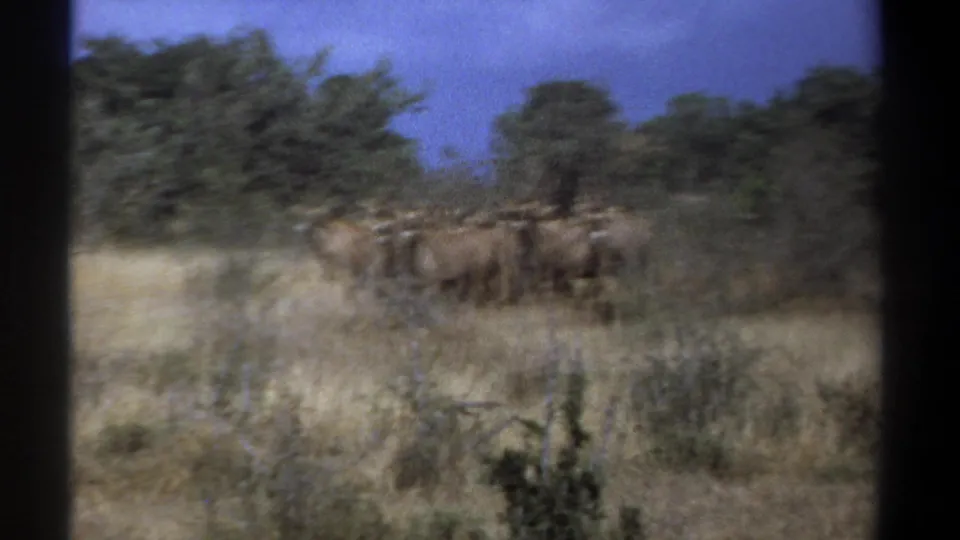 1969 Kenya home-movie frame showing a herd of likely antelopes or similar ungulates moving through dry savannah grass.