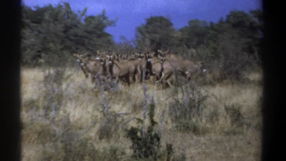 1969 Kenya 8mm frame with horned ungulates clustered in dry savannah, filmed from a handheld visitor perspective.