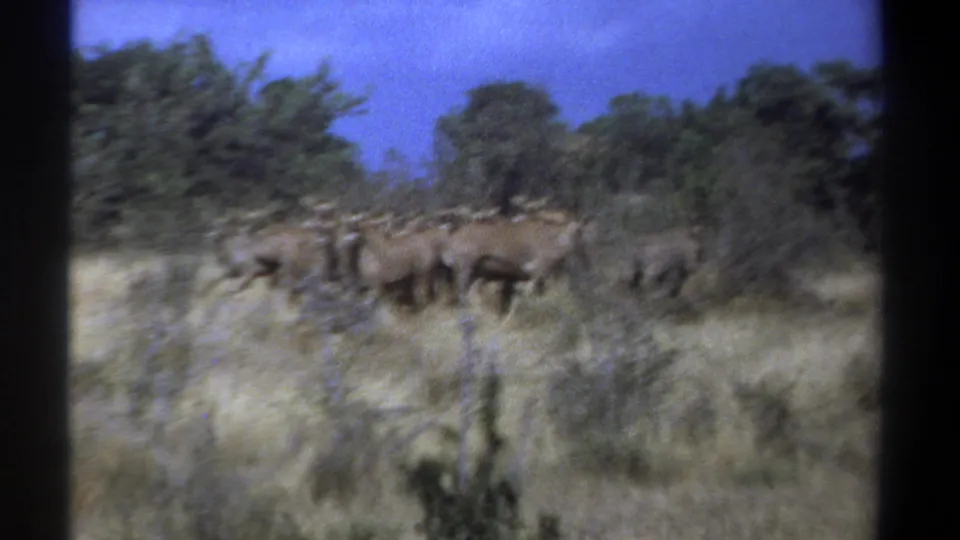 1969 Kenya home-movie frame of an ungulate herd crossing dry grassland, with soft focus, grain, and handheld blur.