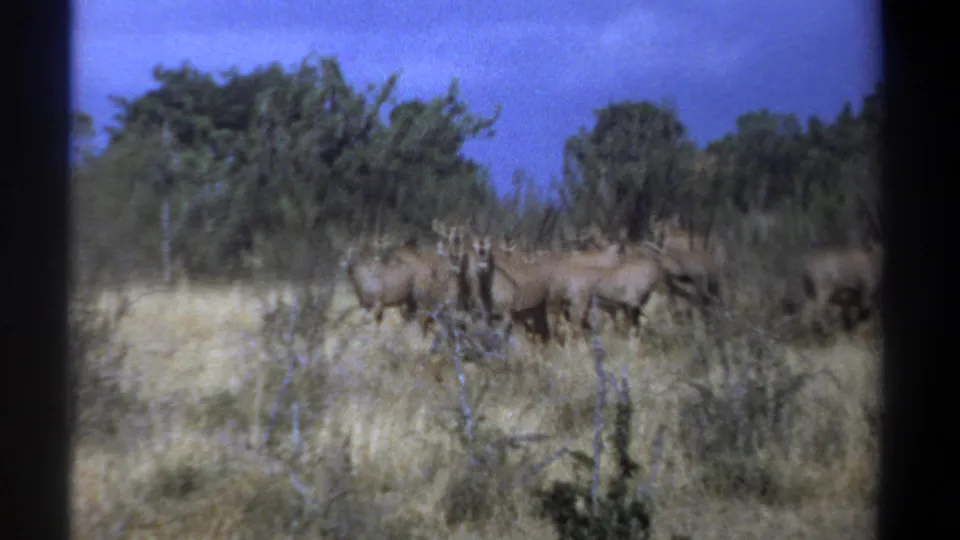 1969 Kenya 8mm frame showing antelope in dry grassland with scattered trees and blue sky beyond.