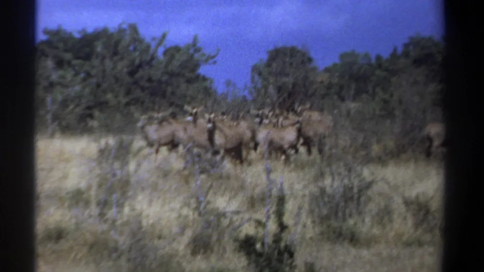 Antelope appear in a 1969 Kenya home-movie frame, partly obscured by tall grass and scrub under a blue sky.