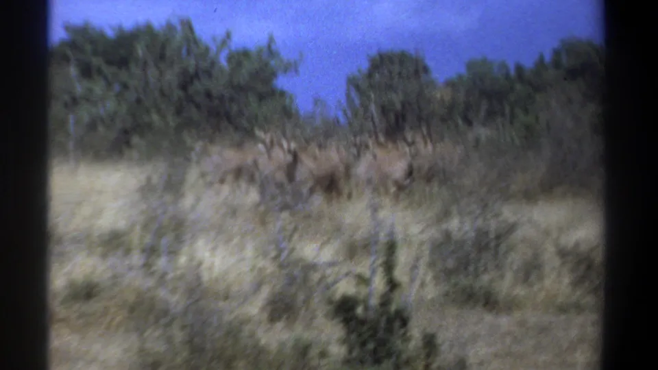 Soft 8mm frame from Kenya in 1969 with antelope moving through dry savanna grass, partly blurred by camera motion.