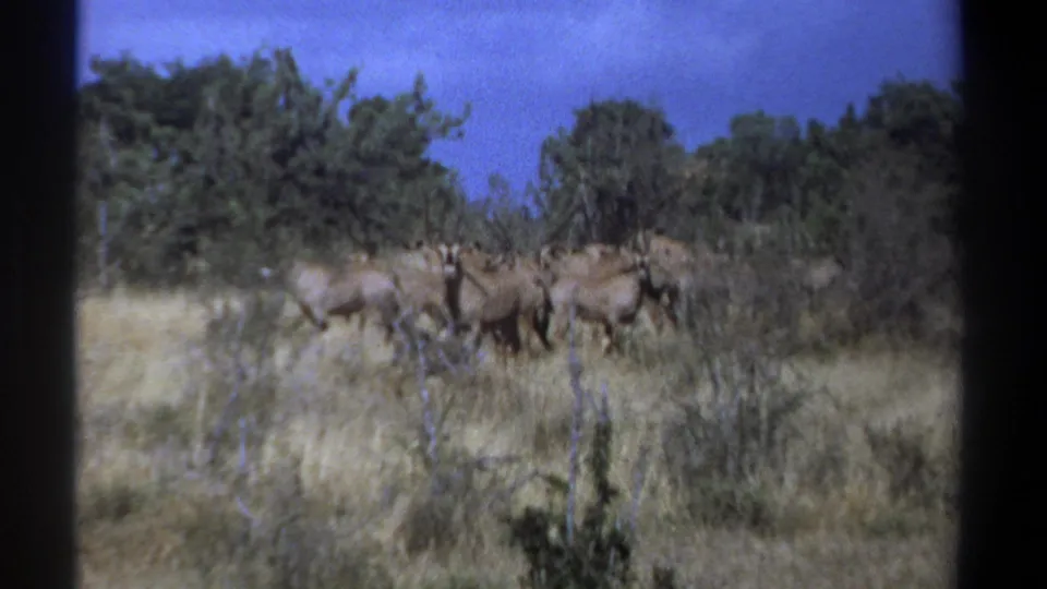 1969 Kenya 8mm frame showing a herd of antelope in golden savanna grass, with scrub, trees, and deep blue sky behind.
