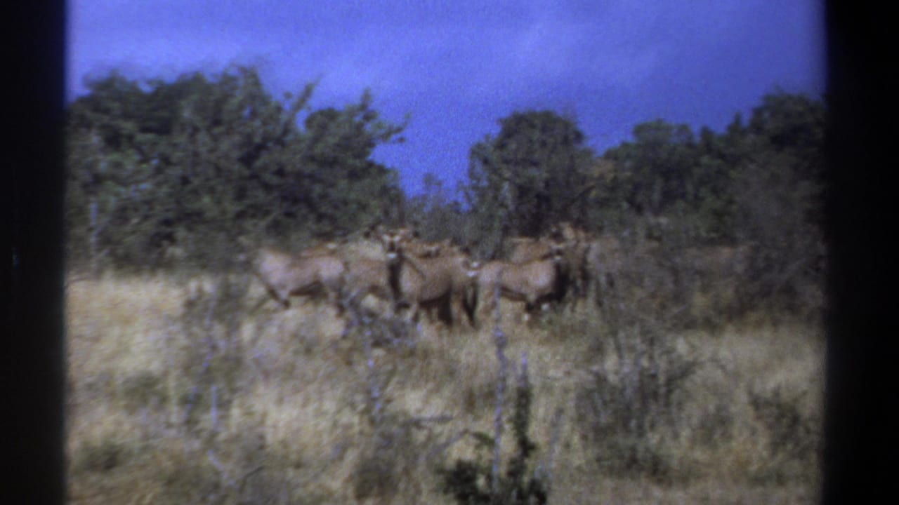 1969 Kenya 8mm frame showing brown antelope clustered in dry savanna grass with shrubs and trees behind them.