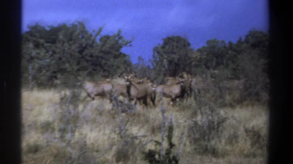 1969 Kenya 8mm frame showing brown antelope clustered in dry savanna grass with shrubs and trees behind them.