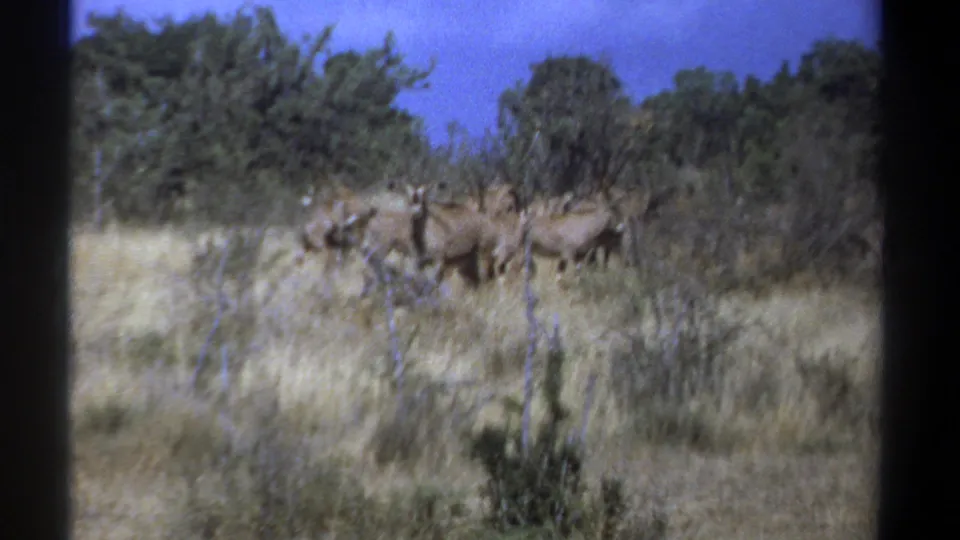 1969 Kenya 8mm frame of several antelope moving together across dry savanna below a blue sky.