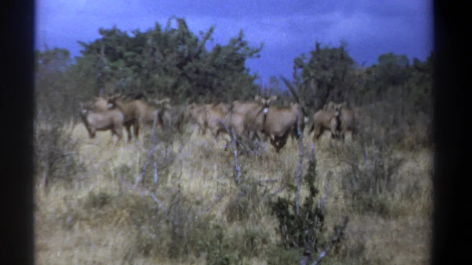 1969 Kenya 8mm frame showing a tighter view of horned antelope in dry savanna vegetation.