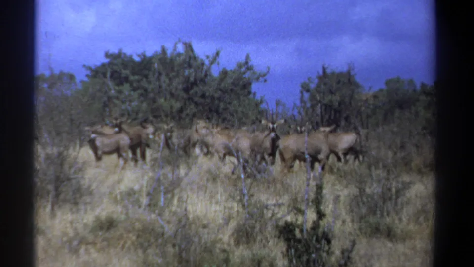 1969 Kenya 8mm frame of a brown antelope herd crossing savanna grass with leafy shrubs and trees behind.