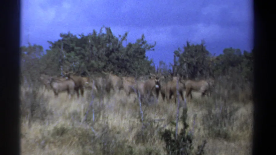 1969 Kenya 8mm frame showing antelope-like animals alert in dry grass with scrub and trees behind them.