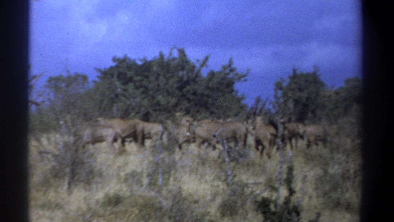Several antelope-like animals move across tall grass in front of dense shrubs.