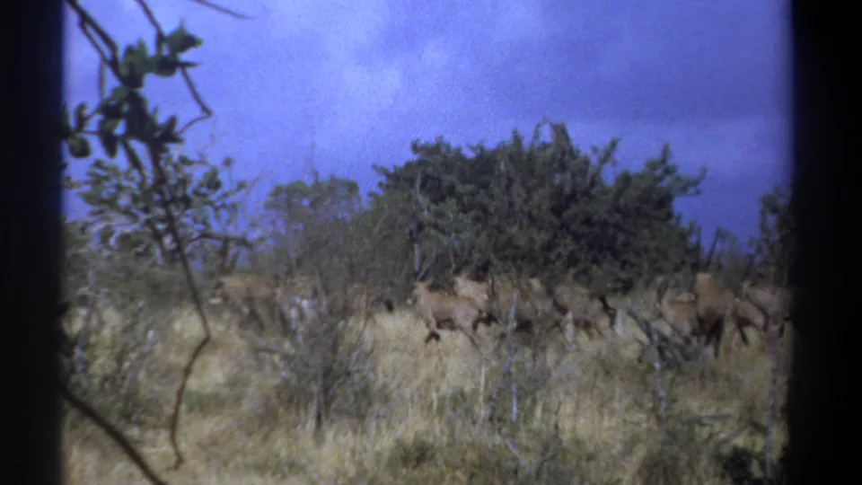 1969 Kenya 8mm frame showing animals partly hidden by dry grass and scattered brush as they move away.