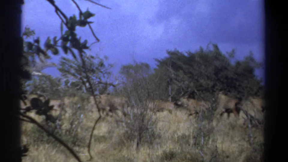 1969 Kenya frame with the herd mostly moving out of view through dry grass and scrub vegetation.