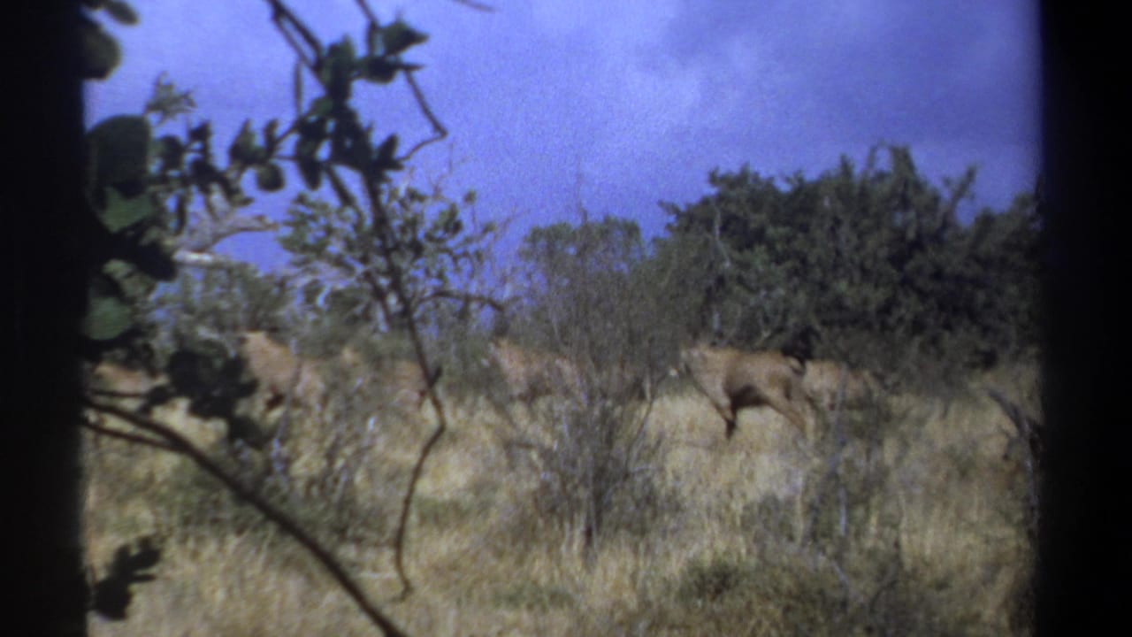 1969 Kenya home-movie frame showing an antelope in dry grassland, partly obscured by foreground leaves and shrubs.