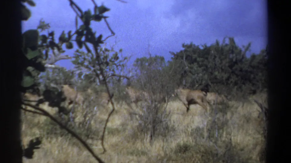 1969 Kenya home-movie frame showing an antelope in dry grassland, partly obscured by foreground leaves and shrubs.