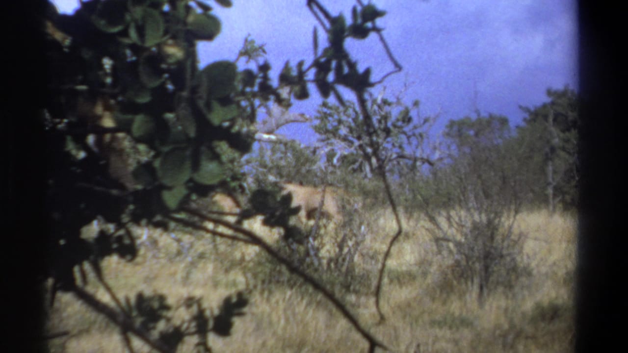 Dry grassland and shrubs viewed through leafy foreground branches.
