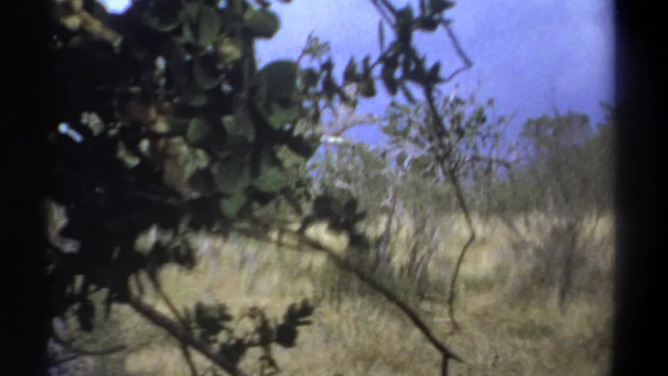 1969 Kenya home-movie view of savanna vegetation, with dark leafy branches crossing the foreground.