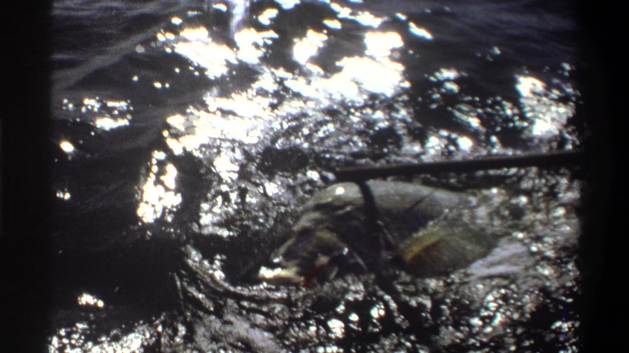 A fish is partly visible in reflective water near a line or pole.