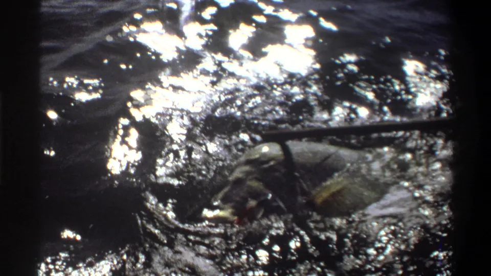 1969 Nigeria 8mm frame with a large fish partly surfaced in bright, reflective ocean water near fishing gear.