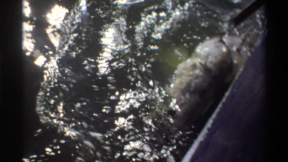 In 1969 Nigeria 8mm footage, a hooked fish splashes near the side of a boat as bright reflections flicker across the water.