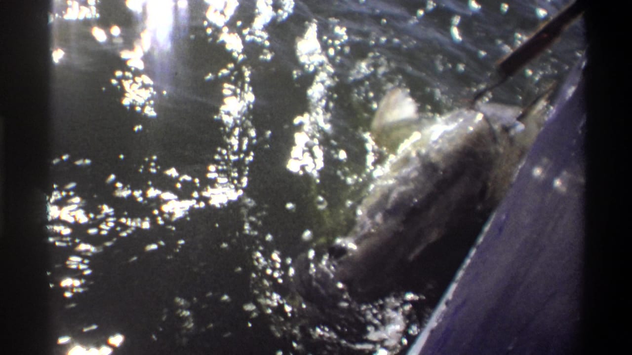The fish remains near the boat edge, partly blurred by motion and spray, with the fishing line or rod visible above the water.