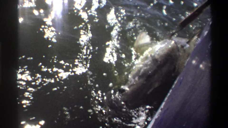 The fish remains near the boat edge, partly blurred by motion and spray, with the fishing line or rod visible above the water.