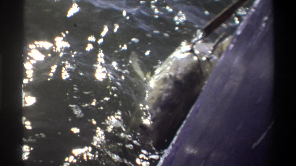 A boat-side view shows the hooked fish twisting at the surface, with bright glare, bubbles, and dark 8mm frame edges around the scene.