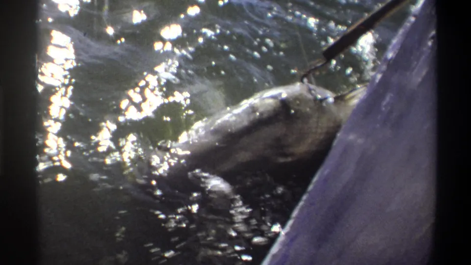 The final frame shows the fish angled beside the boat, water rippling around its body under harsh sun reflections in vintage 8mm footage.