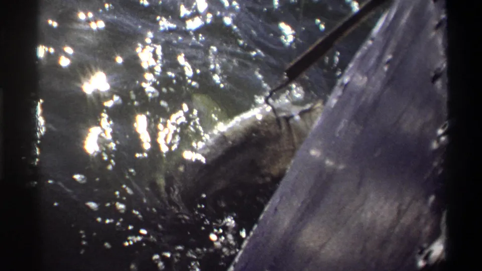 A 1969 Nigeria home-movie frame shows the fish near the surface, with glare on the water and the side of the small boat close by.