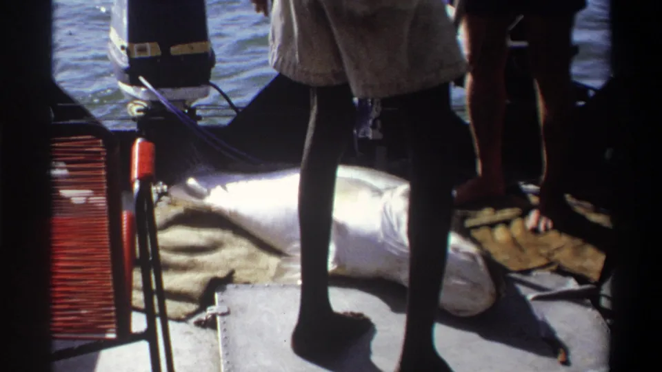 1969 Nigeria home-movie frame showing a large fish on a boat deck as barefoot men stand nearby in bright sunlight.