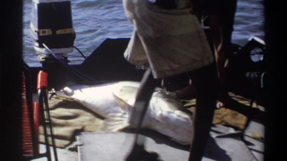 1969 Nigeria home-movie frame showing a barefoot man moving beside a large fish on deck, with the stern and water behind him.