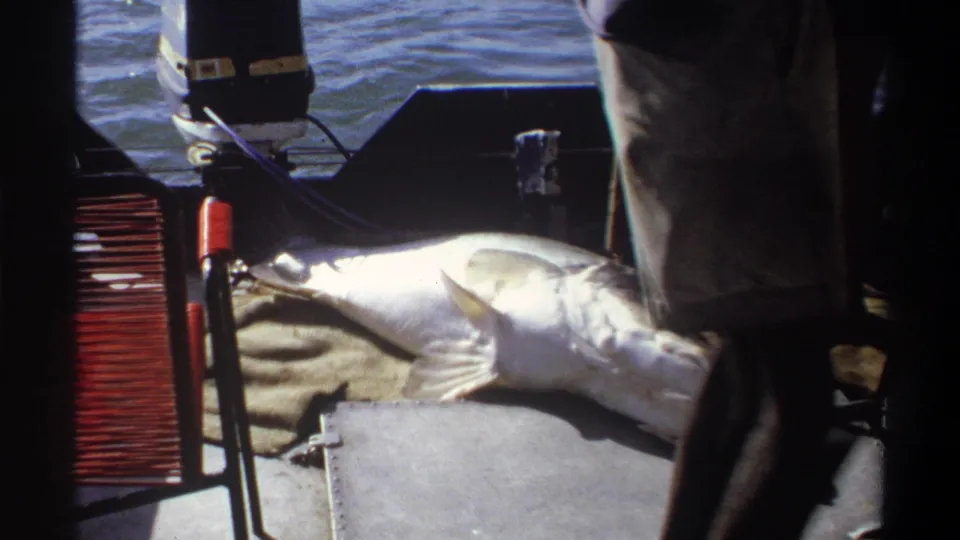 1969 Nigeria home-movie frame of a large silver fish on a boat deck, with partial figures, water, and stern equipment visible.
