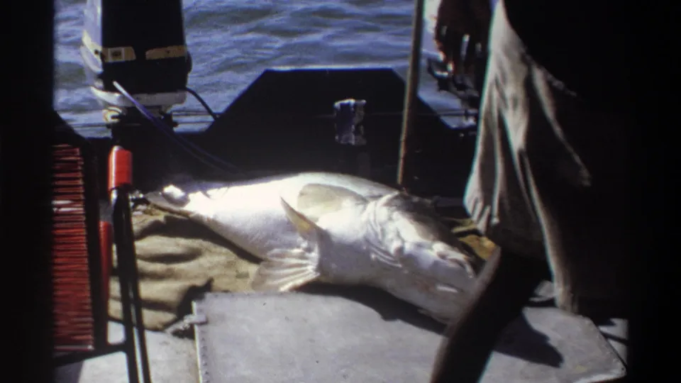1969 Nigeria 8mm frame showing a large fish on burlap on a boat deck, with calm water, an outboard motor, and a standing adult partly visible.